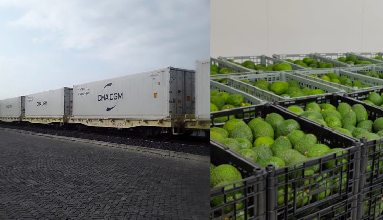 Second Shipment of Ethiopian Avocados on its Way to Europe